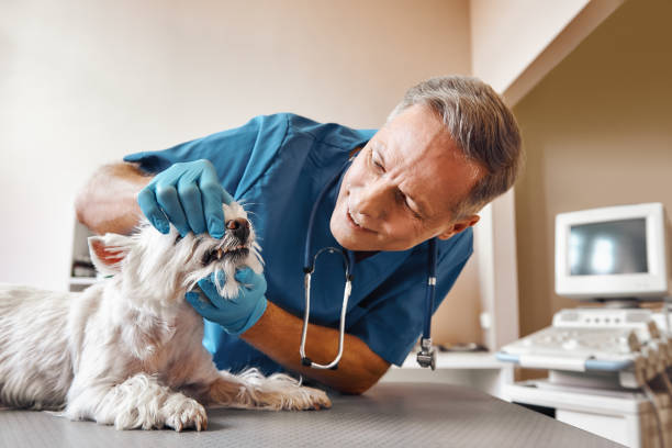 Best Urgent Dental Care in Glencoe, IL